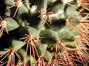 Mammillaria melanocentra var. euthele (2).jpg